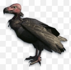 Vultures Transparent Png Images - Far Cry 3 Red Headed Vulture,Vulture Png