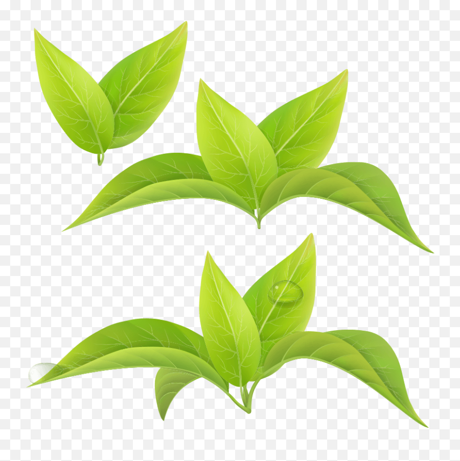Green Tea Leaf White Matcha - Green Tea Leaf Png,Tea Leaves Png