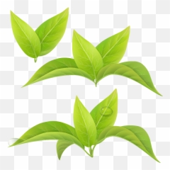 Green Tea Leaf White Matcha - Png