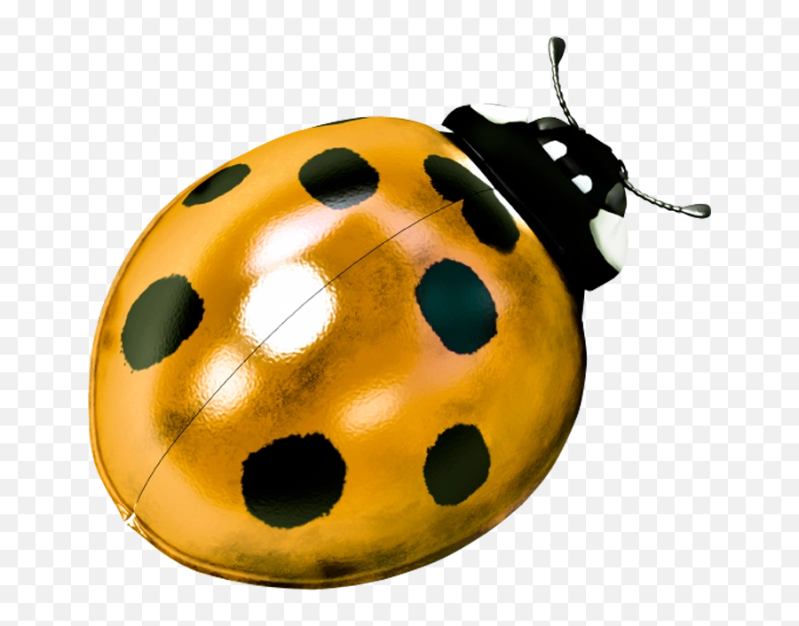 Ladybug Films - Ladybird Beetle Png,Ladybug Png