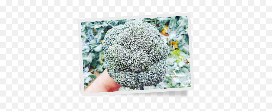 Verduyn Your European Broccoli Grower - Broccoli Png,Brocoli Png