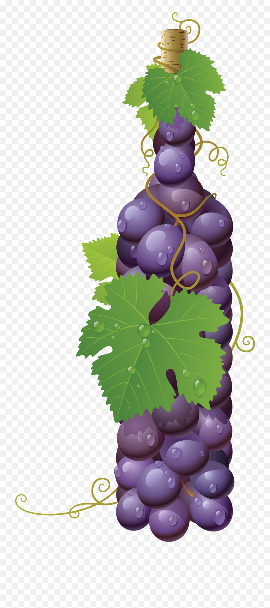 Grape Png Images Are Free To Download - Grapes Vector,Grape Png