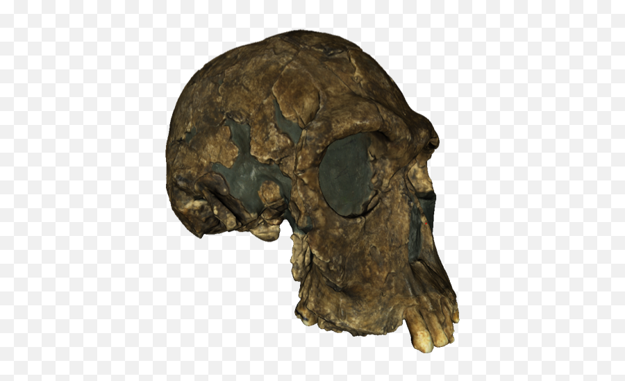 A 3d Textured Model Of The 1813 Er Skull - Turkana People Skull Png,3d Skull Png