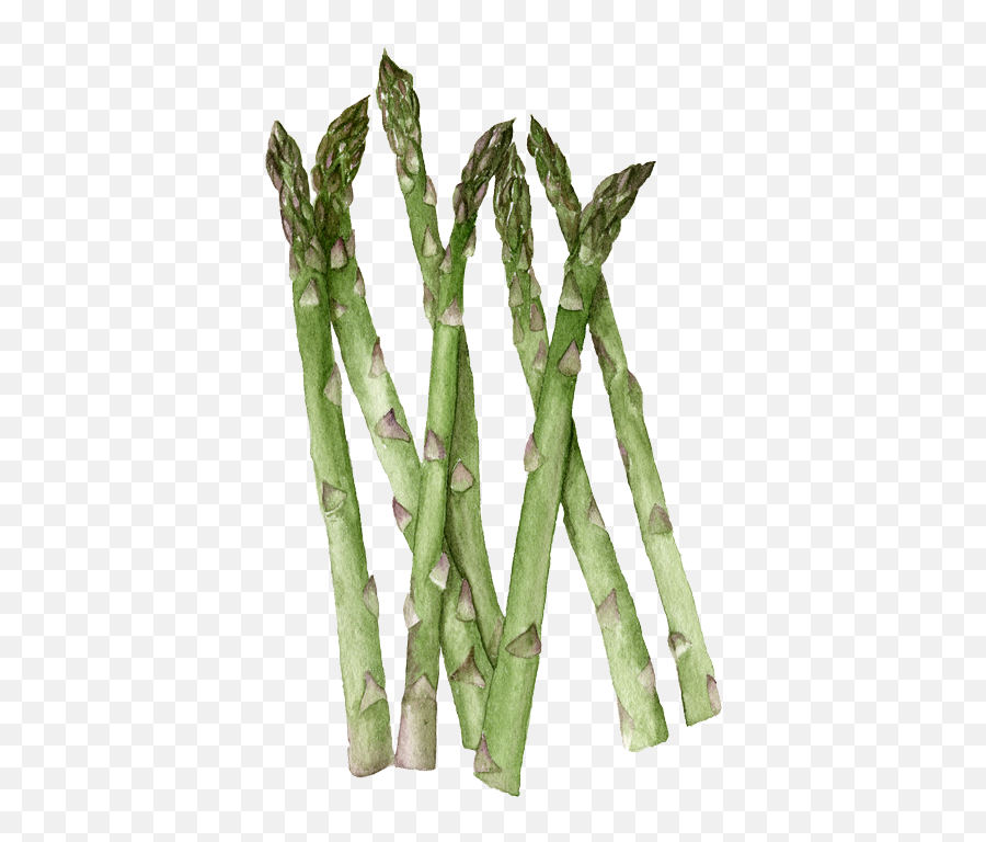 Jersey Giant Asparagus Helen Krayenhoff - Twig Png,Asparagus Png