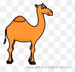 Easy Draw Camel Png Image With No - A Small