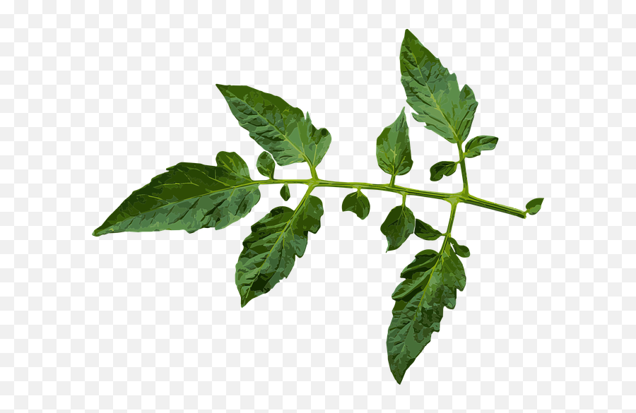 Tomato Plant Branches Growing Downward This Is Why - Tomato Leaf Vector Png,Tomato Plant Png