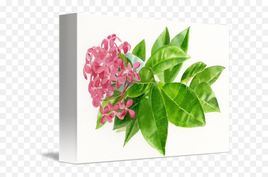 Ixora Pink Tropical Flower By Sharon Freeman - Ixora Tropical Flower Png,Tropical Flower Png