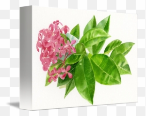 Ixora Pink Tropical Flower By Sharon Freeman - png