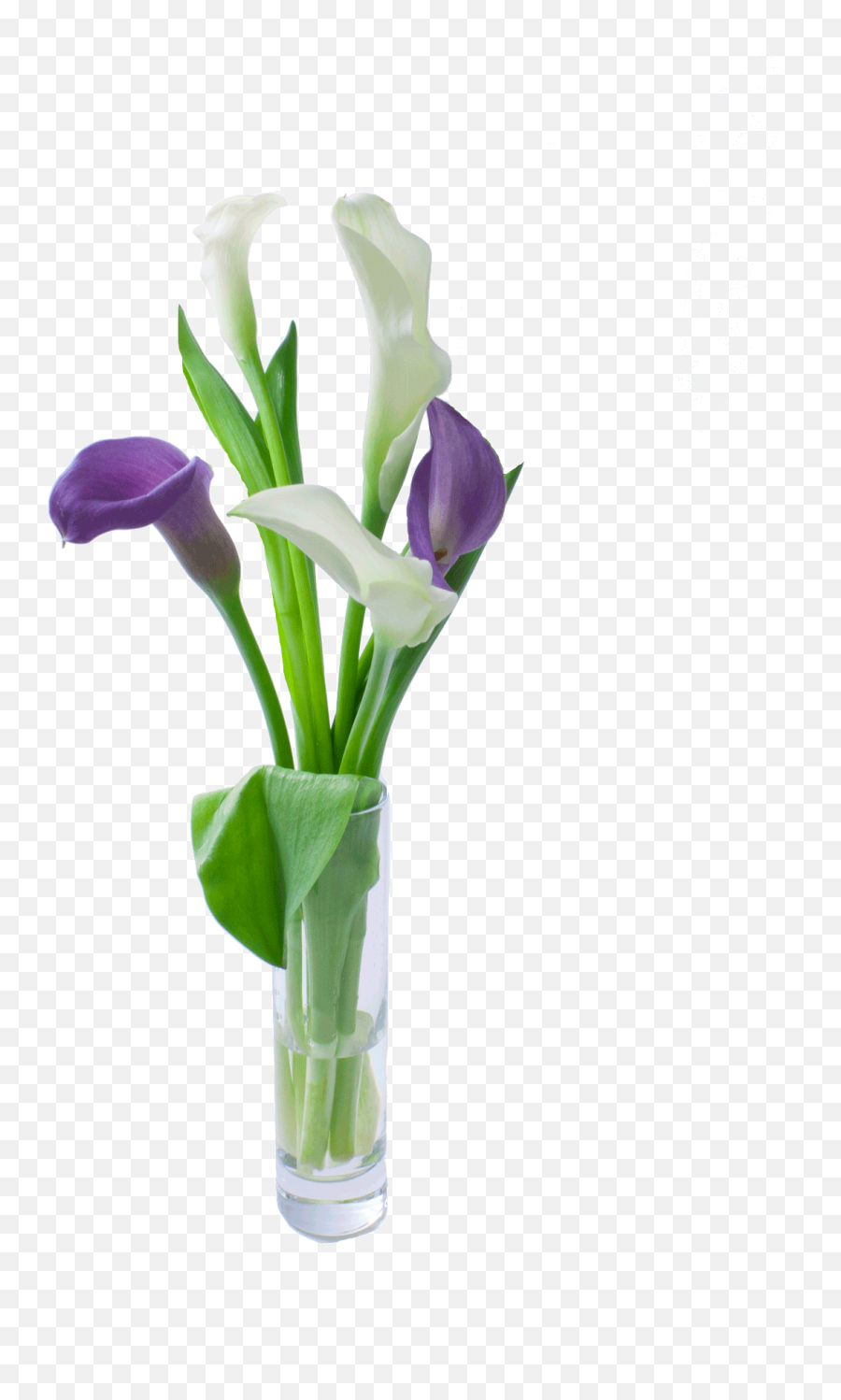Grower Recommendations - Calla Lily Clipart Full Size Calla Lily Png,Calla Lily Png