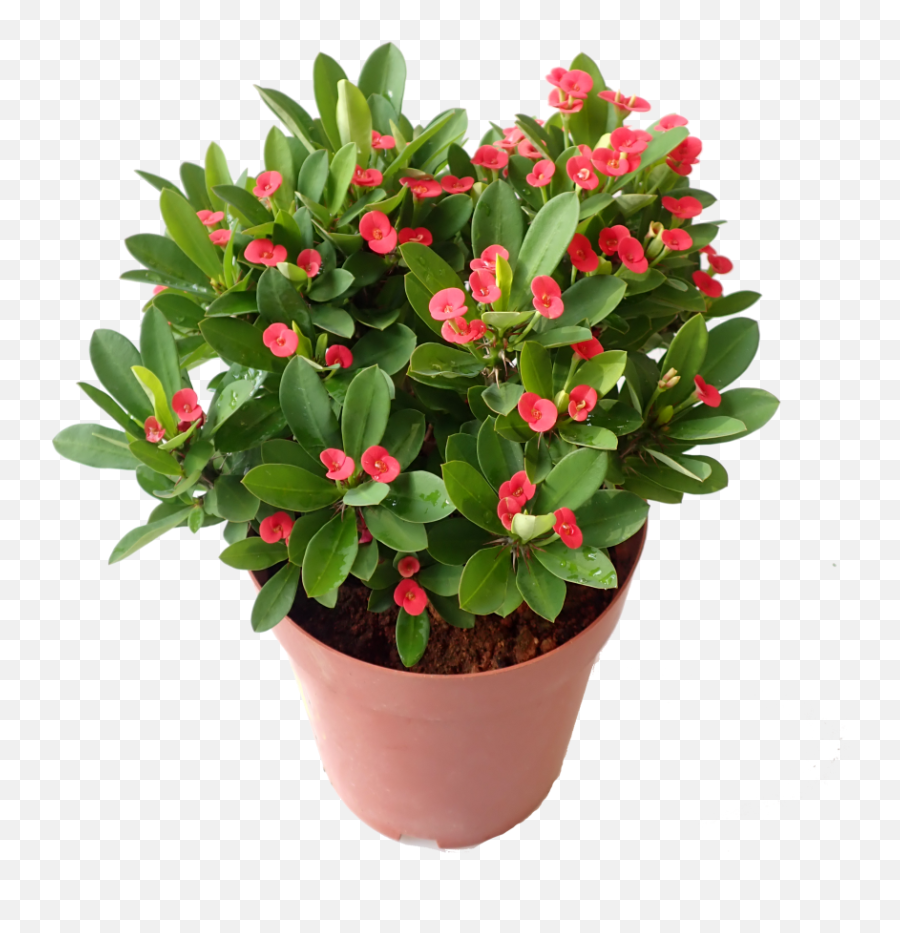 Euphorbia Milli 88 Png Crown Of Thorns