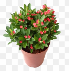 Euphorbia Milli 88 Png