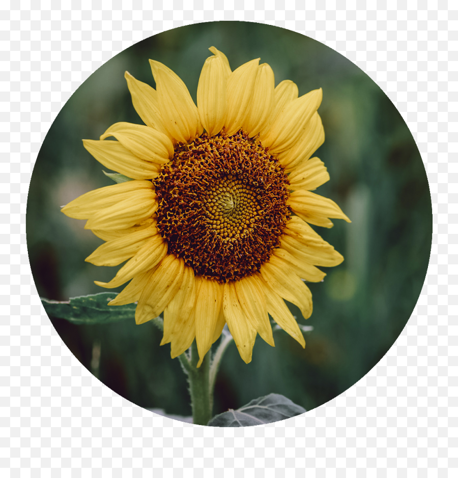 Sunflower - Fresh Png,Sunflowers Png