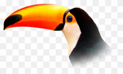 Toucan 6 Png