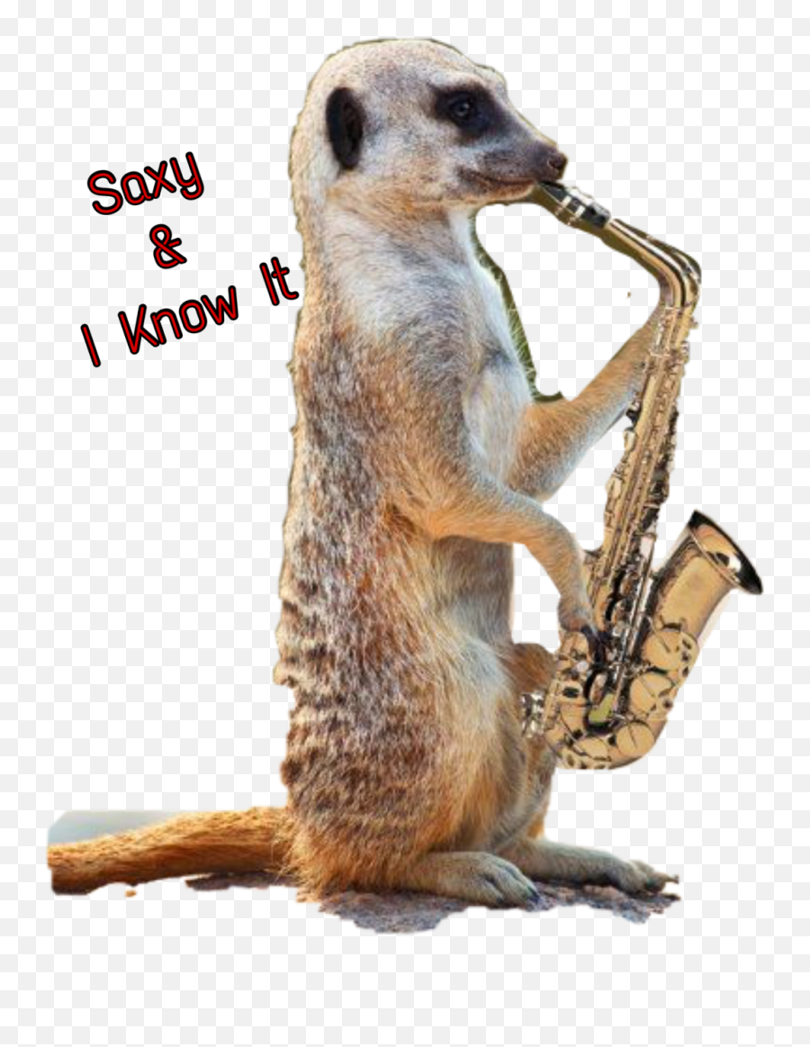 Funny Meerkat - Saxophone Funny Png,Meerkat Png