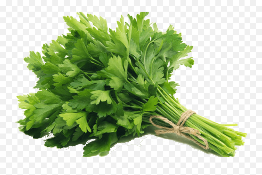 Fresh Parsley Transparent Png Image - Parsley Png,Parsley Png
