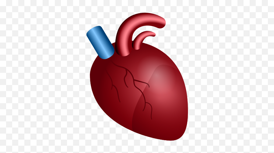 Anatomical Heart Icon - Anatomy Png Heart Big Icon,Lollippop Blood Icon