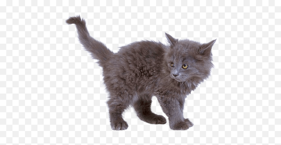 Grey Kitten Cat Transparent Png - Stickpng Grey Cat Png,Cat With Transparent Background