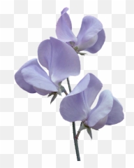 Svetlera Png Aesthetic - Transparent Sweet Pea
