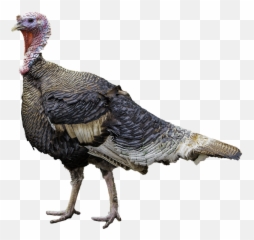 Free Photo Rip Nice Thanksgiving Eco - friendly Turkey Cut Real Pics White Background png