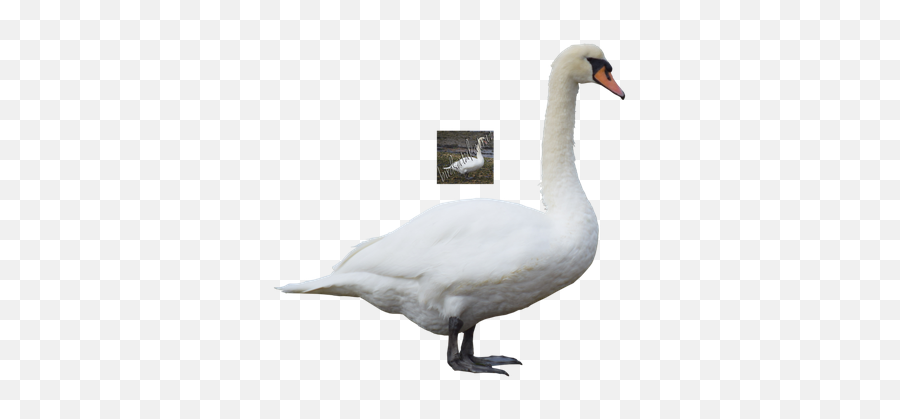 Swan Free Png Transparent Image And Clipart - Tundra Swan,Swan Png