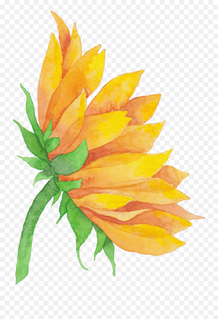 Even The Nice One Has Limits - Cat Sunflower Png,Watercolor Sunflower Png