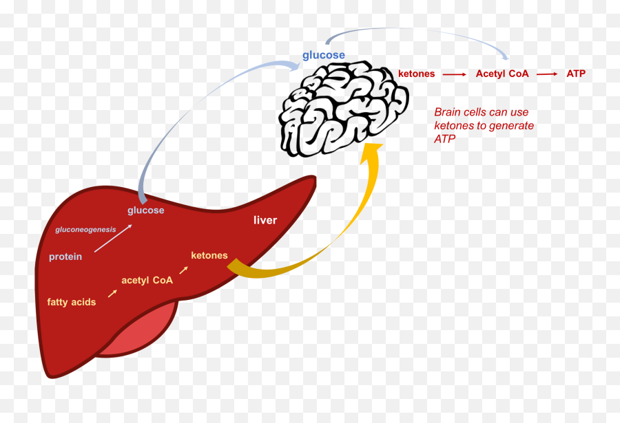 Glucose Regulation And Utilization In The Body U2013 Nutrition Png Monitor Icon Alpha