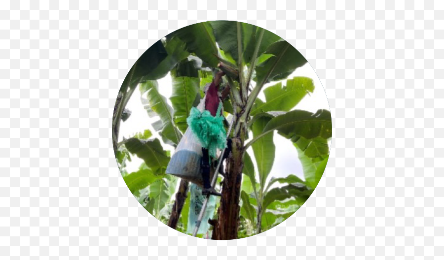 Banana Tree Bags Packaging Solutions Tc Transcontinental Png Garden Edge Icon Plastics