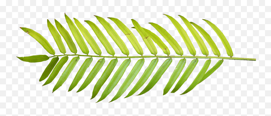 Tropical Leaves Border Png 3 Image - Tropical Leaves Png Watercolor,Leaf Border Png