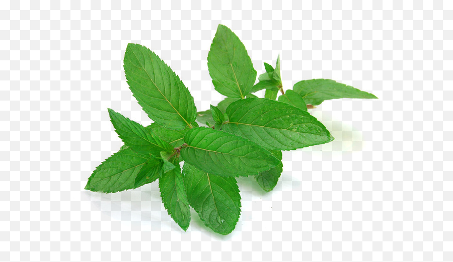 Mint Leaves - Plingcom Mint Leaves Png,Mint Leaf Png