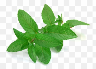Mint Leaves - plingcom png