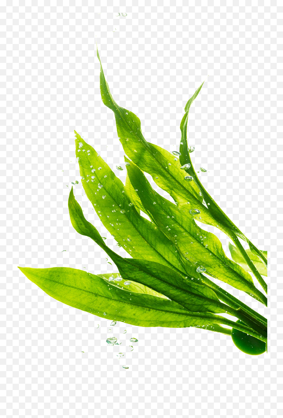 Download Png Transparente De Hojas Verdes - Seagrass Seaweed Png,Hojas Png