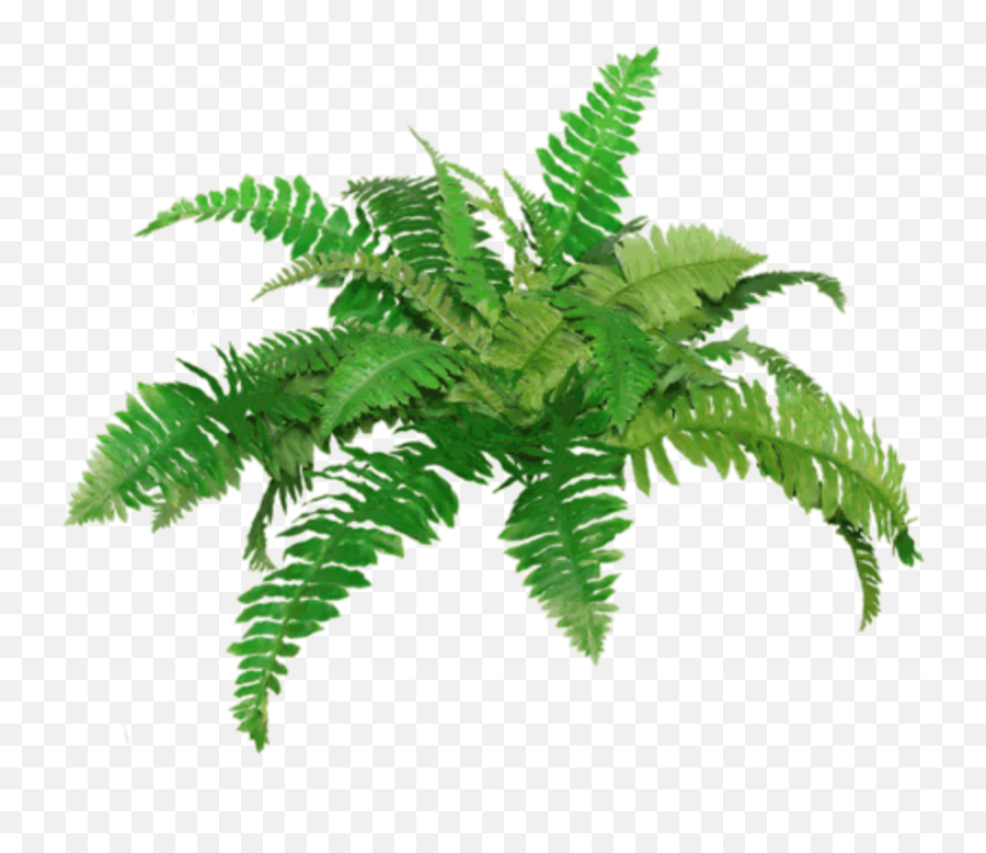 Fern Transparent Png Clipart Free - Portable Network Graphics,Fern Png