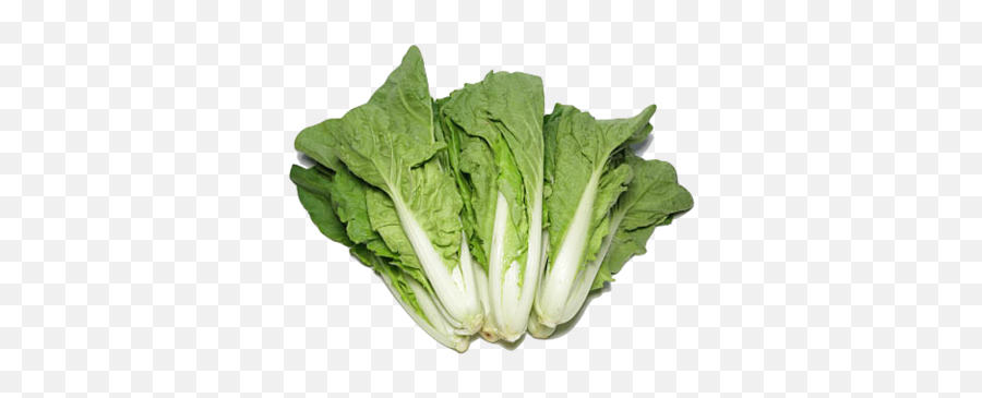 Hong Kong Organic Chinese Cabbage - Romaine Lettuce Png,Cabbage Transparent