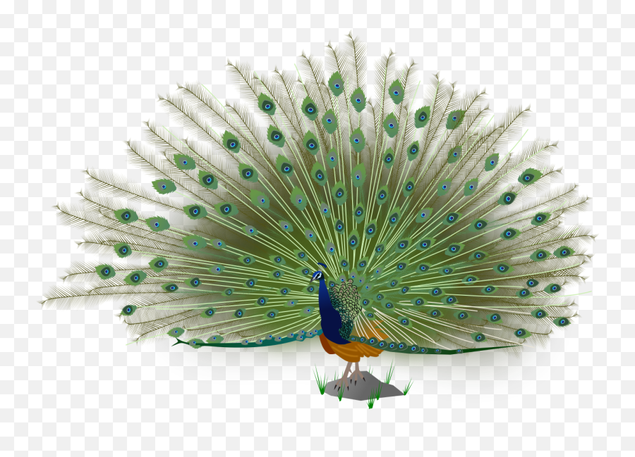 Why Do Peacocks Spread Their Feathe I Think Its Most - Indian Peafowl Png,Peacock Png