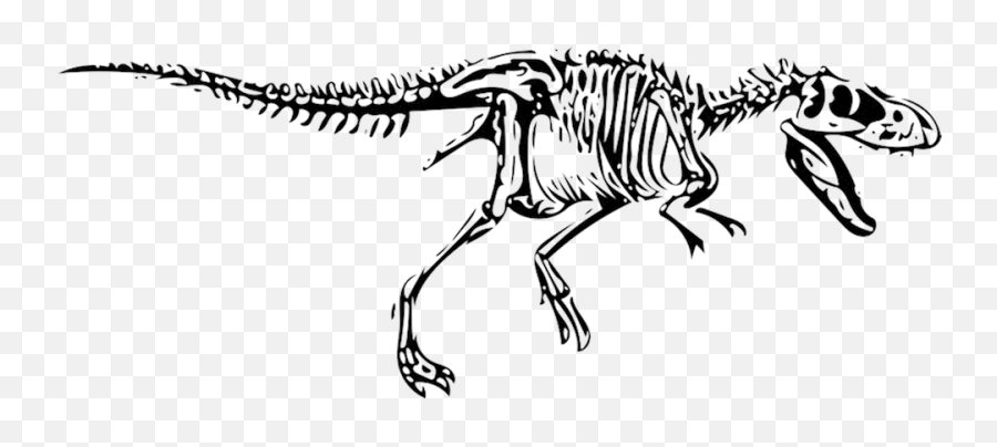 Dinosaur T - T Rex Fossil Drawing Png,Fossil Png