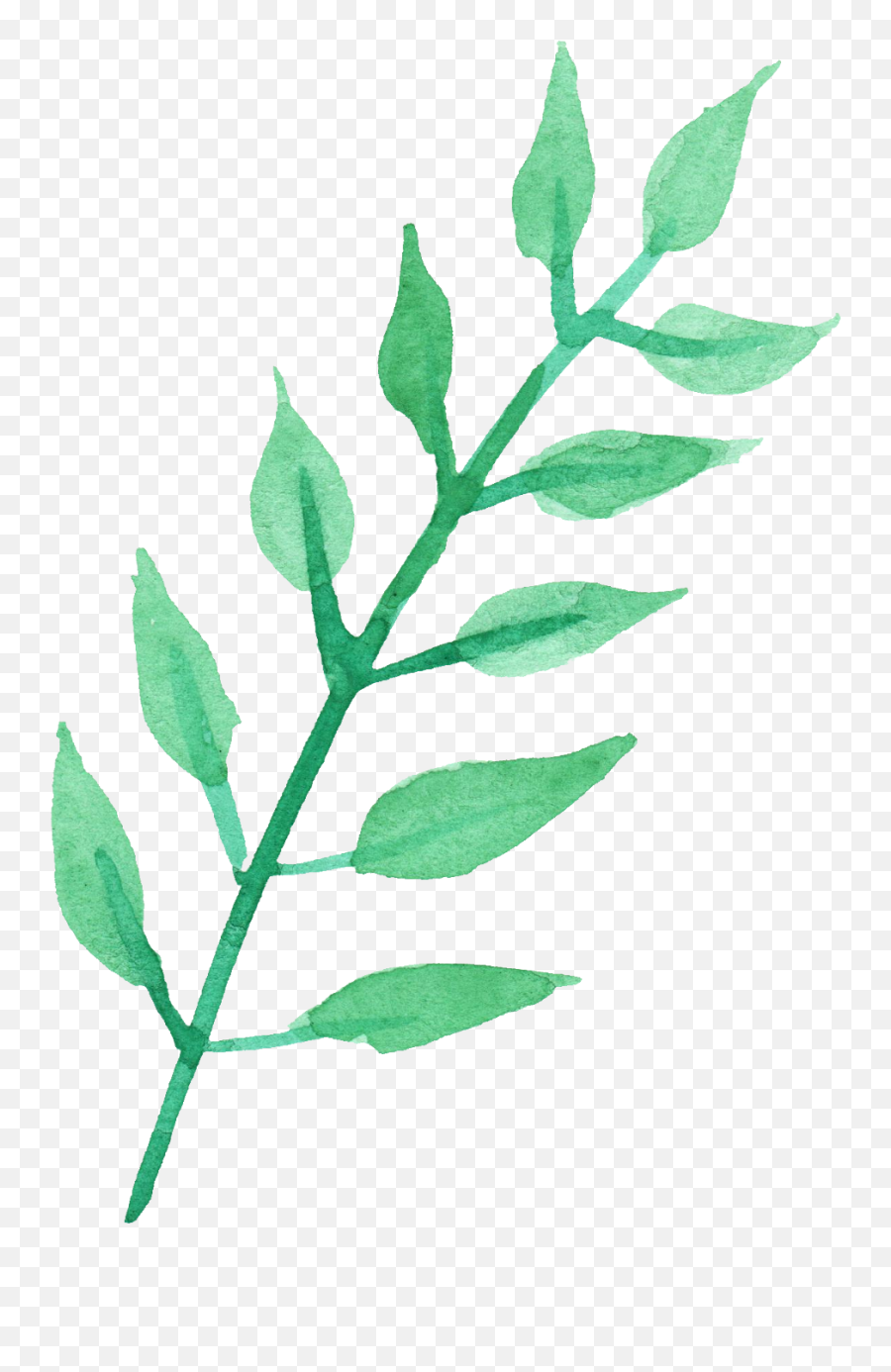 Stem Of A Plant Png Transparent Images - Watercolor Leaves Watercolor Leaves Transparent Background,Plant Transparent Background