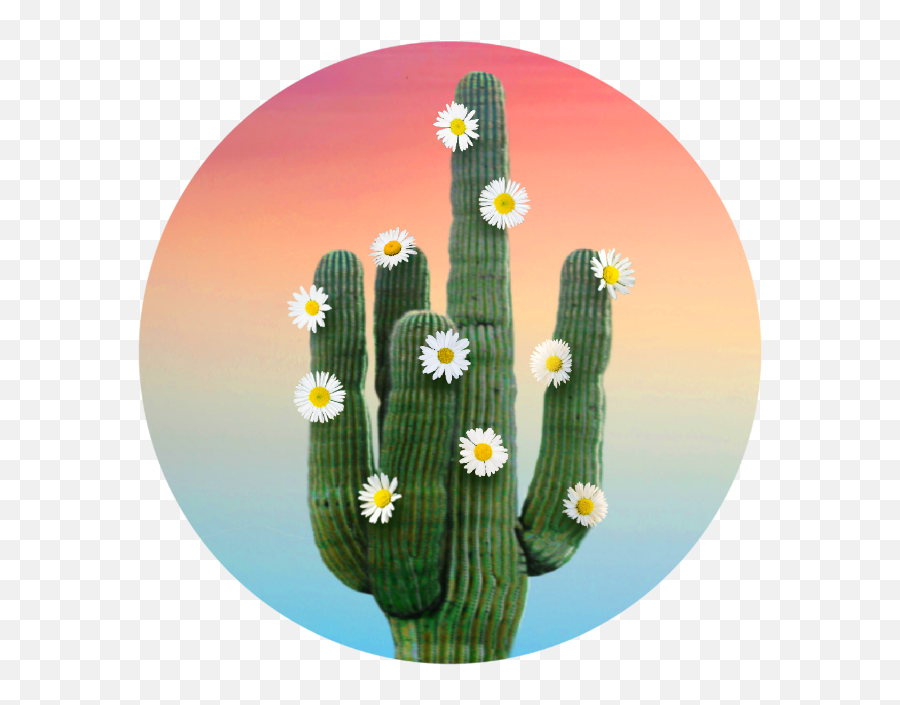 Daisy Saguaro - Hedgehog Cactus Png,Saguaro Png