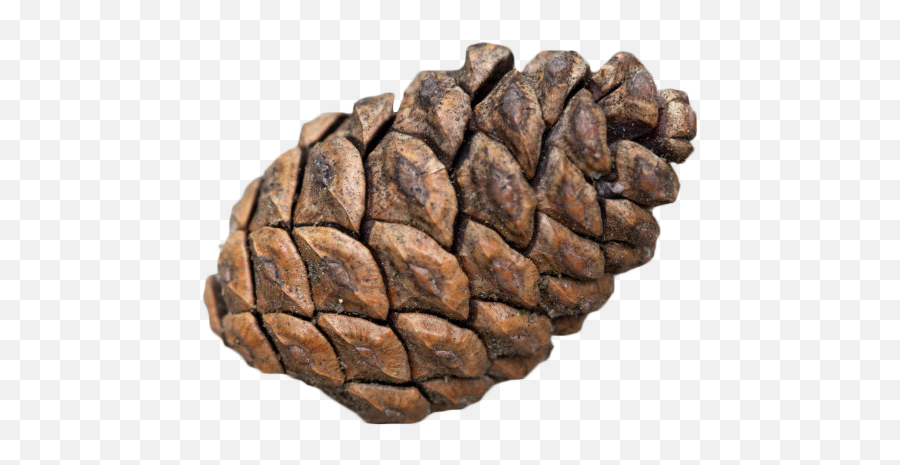 Pine Cone Transparent Background Png - Conifer Cone,Pine Cone Png