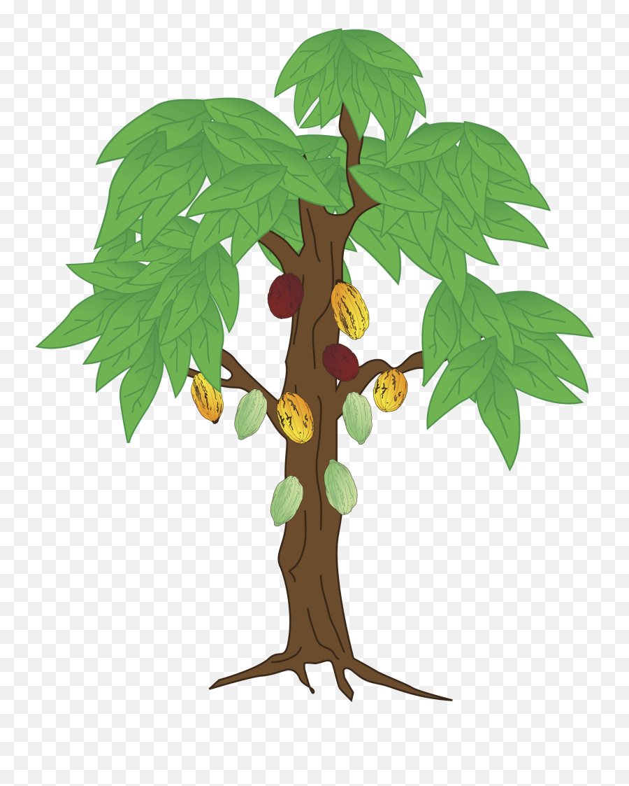 Beans Vector Cocoa Tree Transparent - Cocoa Bean Tree Drawing Png,Cacao Png