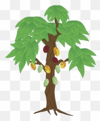 Beans Vector Cocoa Tree Transparent - Cocoa Bean Tree Drawing Png,Cacao Png