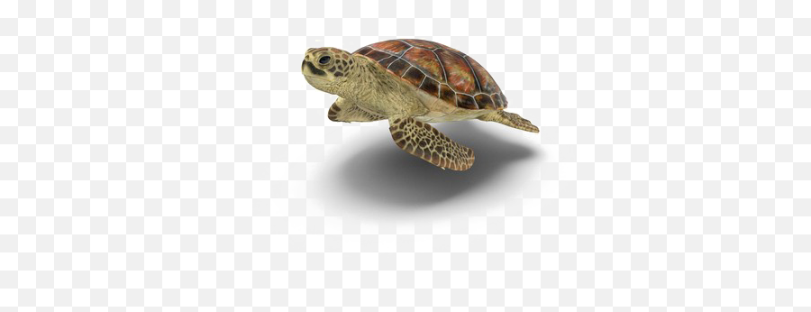 Turtle Png Picture - Transparent Background Turtle Transparent,Turtle Png