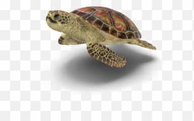 Turtle Png Picture - Transparent Background