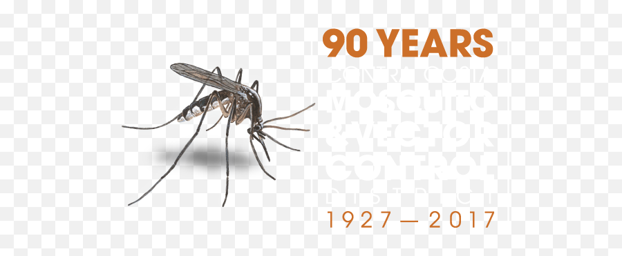 Download Mosquito Png Image With No Background - Pngkeycom Anti Mosquito,Mosquito Png