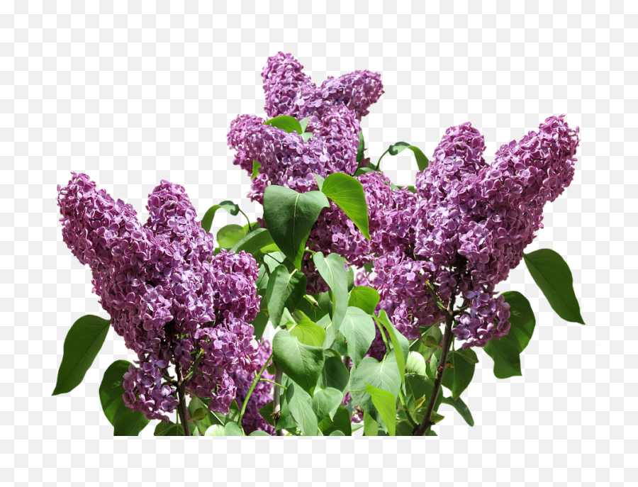 Lilac Png Transparent Images All - Lilac Png,Shrubs Png