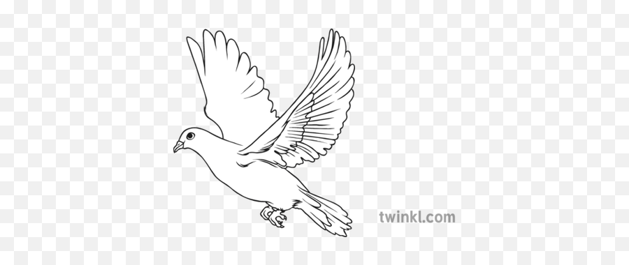 Dove Bird Black And White Illustration - Twinkl Bird Images Black And White Png,White Doves Png