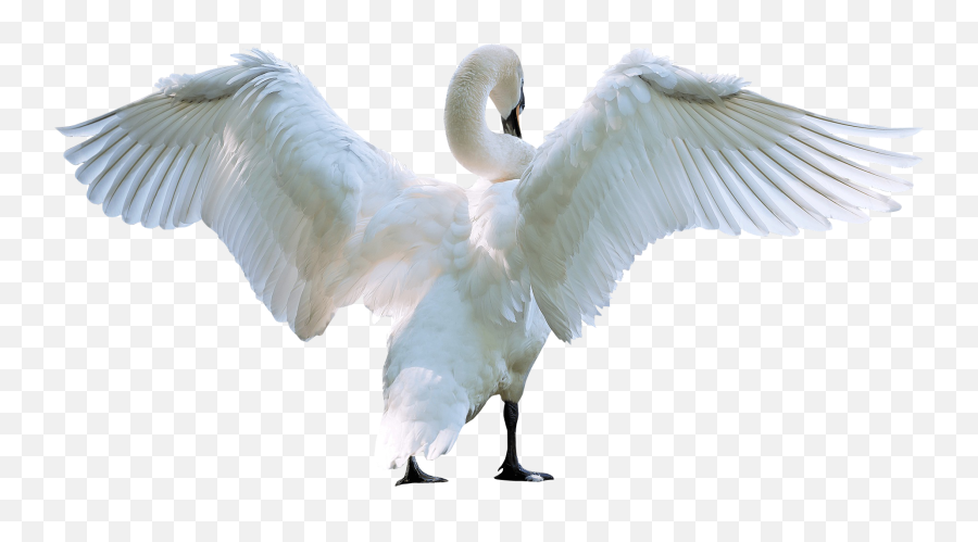 Download Swan Starting Fly Png Image - Bird Starting To Fly,Fly Png
