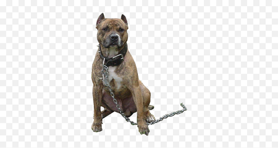 Pit Bull Dog Png Free - Pitbull Dog Png,Bull Dog Png