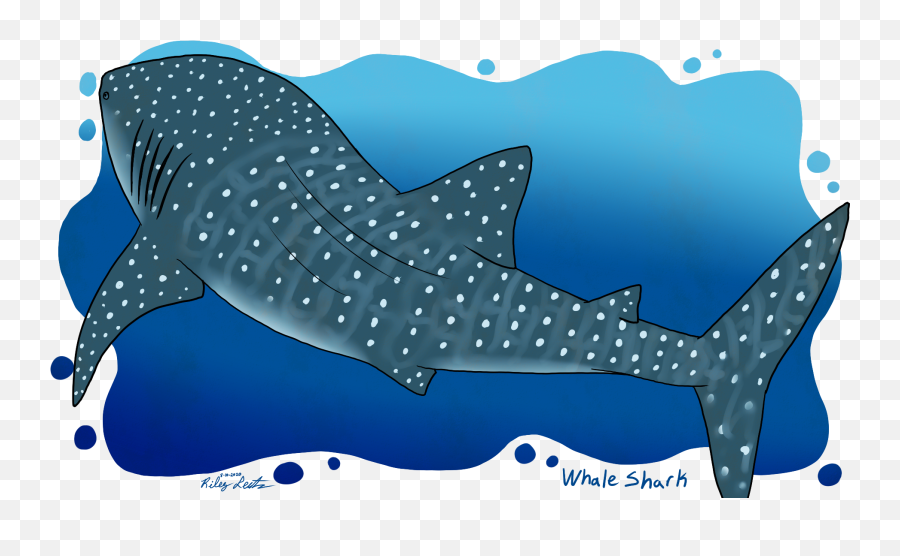 Shark Week 2020 Day 02 - Whale Shark By Rileytnt On Newgrounds Whale Shark Png,Cartoon Shark Png