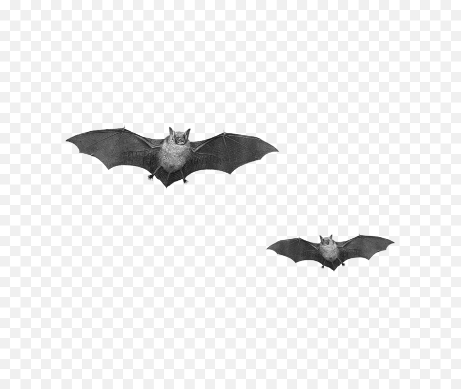 Flying Bats Png Image - Real Bats Png,Bats Png