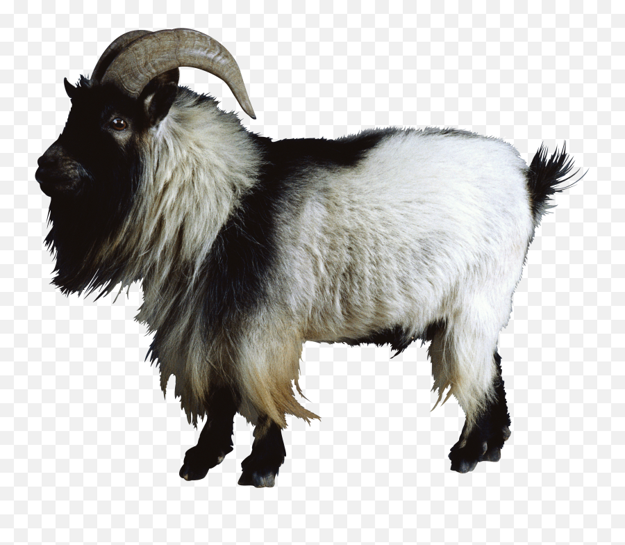 Goat Png - Mountain Goat Transparent Background,Goats Png